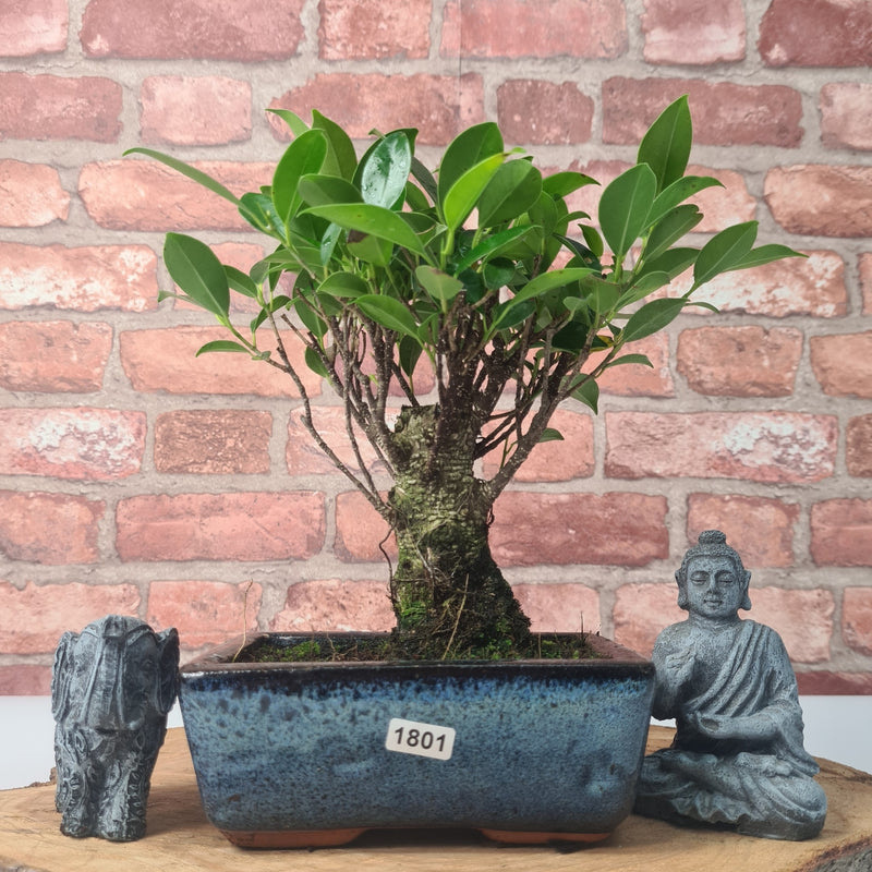 Ficus Microcarpa (Banyan Fig) Indoor Bonsai Tree | Broom | In 15cm Pot