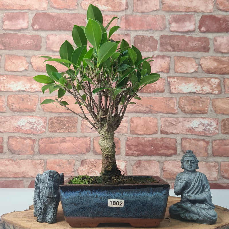 Ficus Microcarpa (Banyan Fig) Indoor Bonsai Tree | Broom | In 15cm Pot