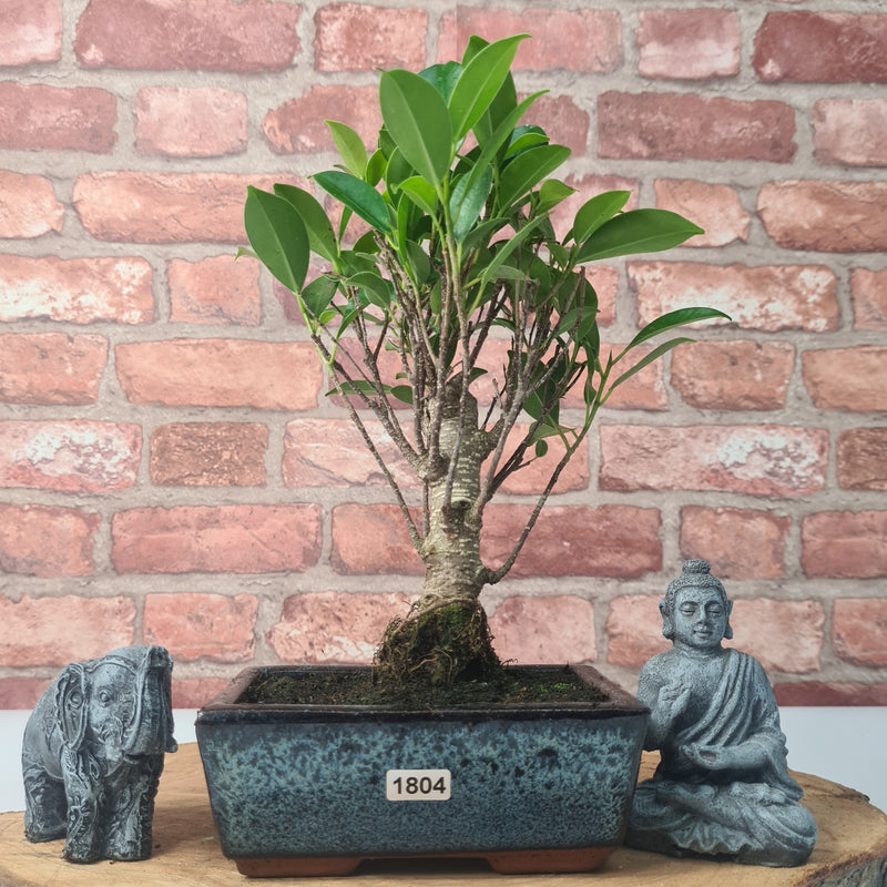 Ficus Microcarpa (Banyan Fig) Indoor Bonsai Tree | Broom | In 15cm Pot