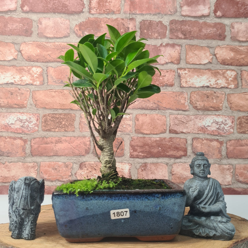 Ficus Microcarpa (Banyan Fig) Indoor Bonsai Tree | Broom | In 15cm Pot