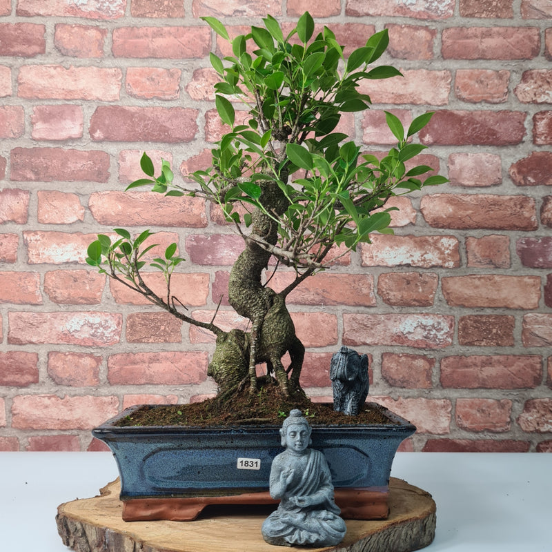 Ficus Microcarpa (Banyan Fig) Indoor Bonsai Tree | Shaped | In 30cm Pot