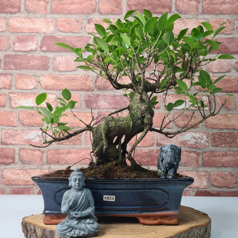 Ficus Microcarpa (Banyan Fig) Indoor Bonsai Tree | Shaped | In 30cm Pot
