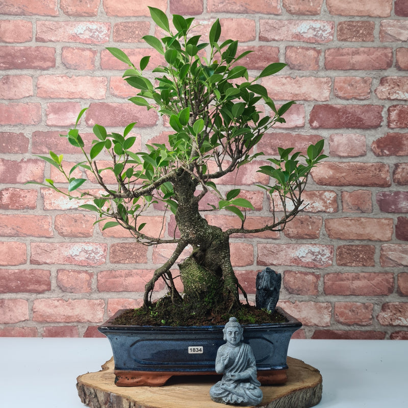 Ficus Microcarpa (Banyan Fig) Indoor Bonsai Tree | Shaped | In 30cm Pot