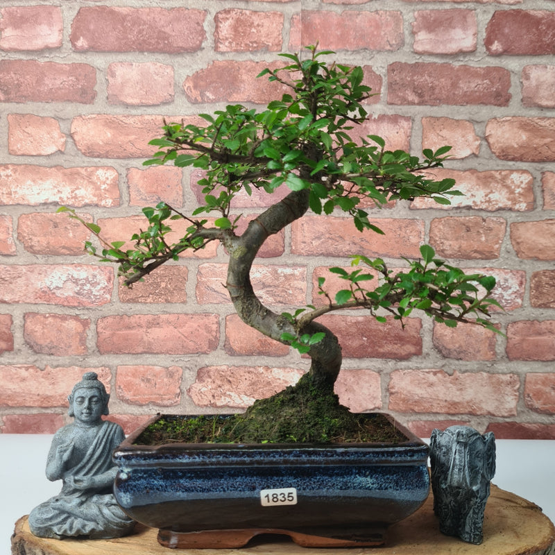 Chinese Elm (Ulmus Parvifolia) Bonsai Tree | Shaped | In 20cm Pot