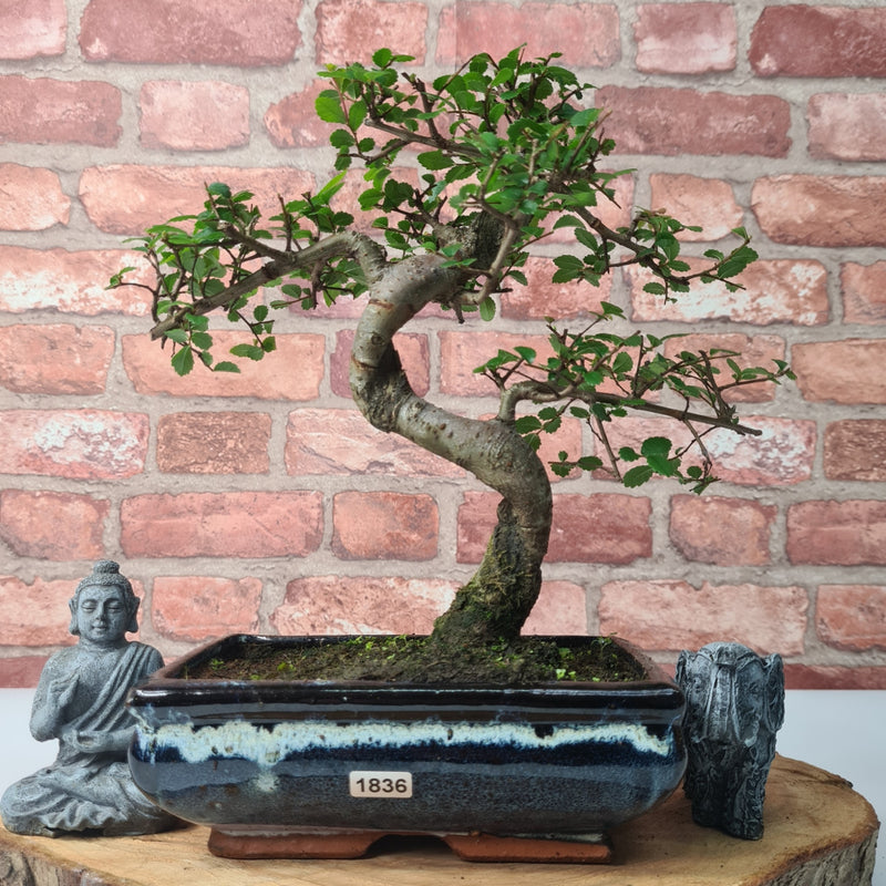 Chinese Elm (Ulmus Parvifolia) Bonsai Tree | Shaped | In 20cm Pot