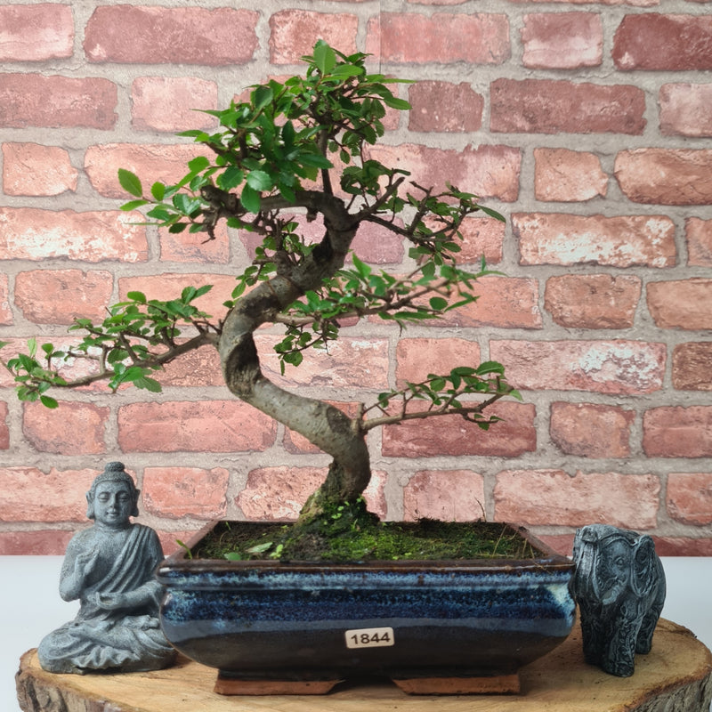 Chinese Elm (Ulmus Parvifolia) Bonsai Tree | Shaped | In 20cm Pot