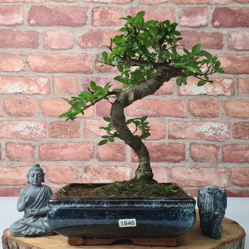 Chinese Elm (Ulmus Parvifolia) Bonsai Tree | Shaped | In 20cm Pot