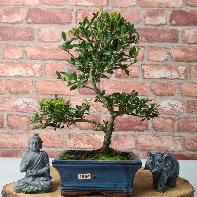 Japanese Holly (Ilex Crenata) Bonsai Tree | Shaped | In 15cm Pot