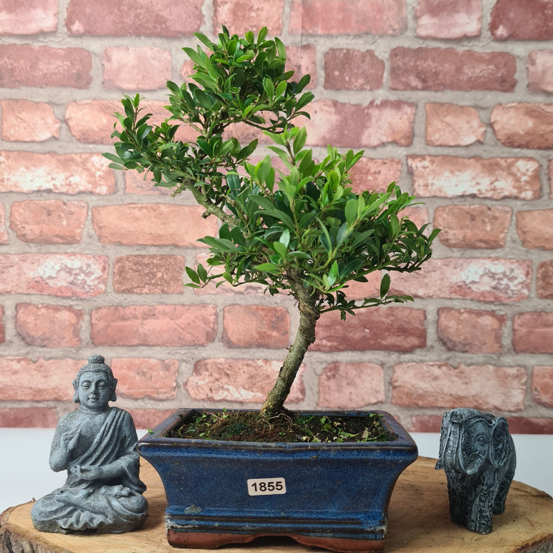 Japanese Holly (Ilex Crenata) Bonsai Tree | Shaped | In 15cm Pot