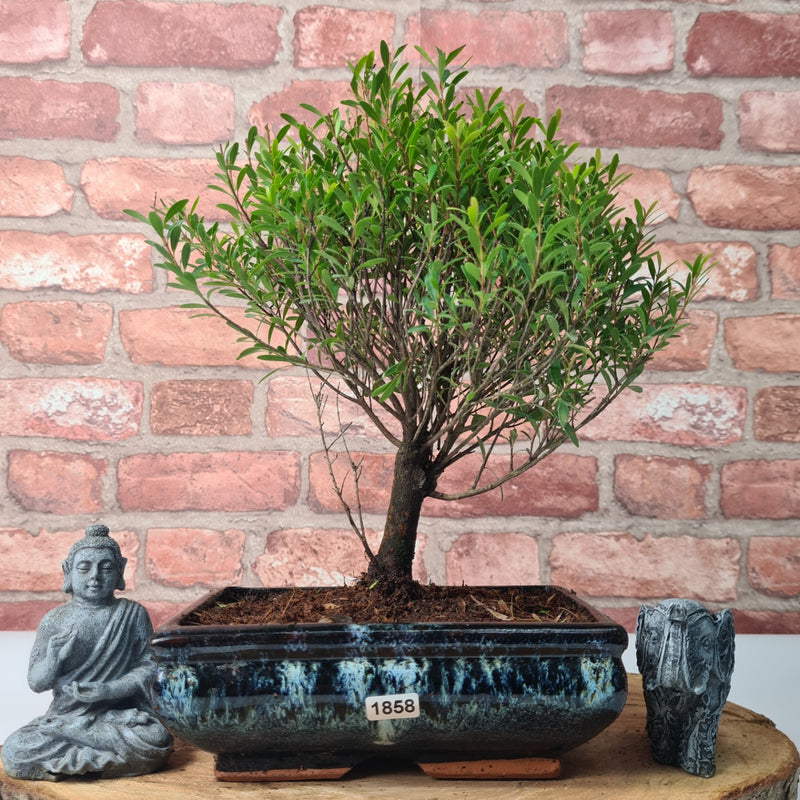 Brush Cherry (Syzygium) Bonsai Tree | Broom | In 20cm Pot