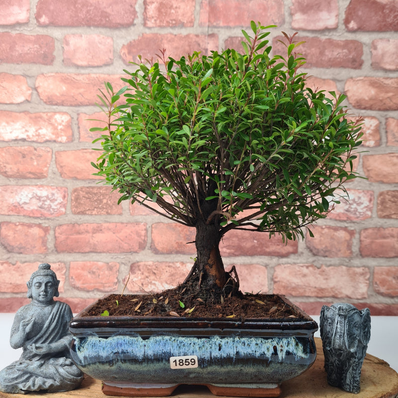 Brush Cherry (Syzygium) Bonsai Tree | Broom | In 20cm Pot