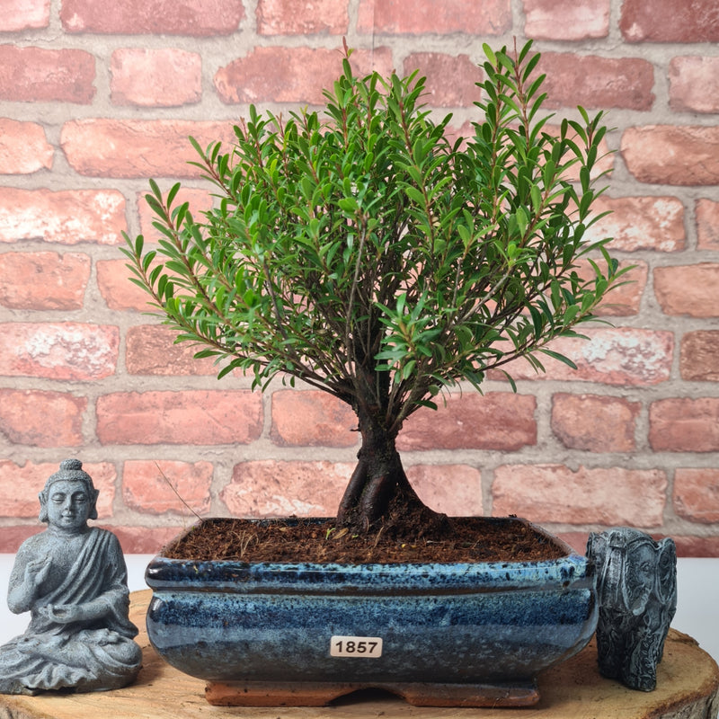 Brush Cherry (Syzygium) Bonsai Tree | Broom | In 20cm Pot