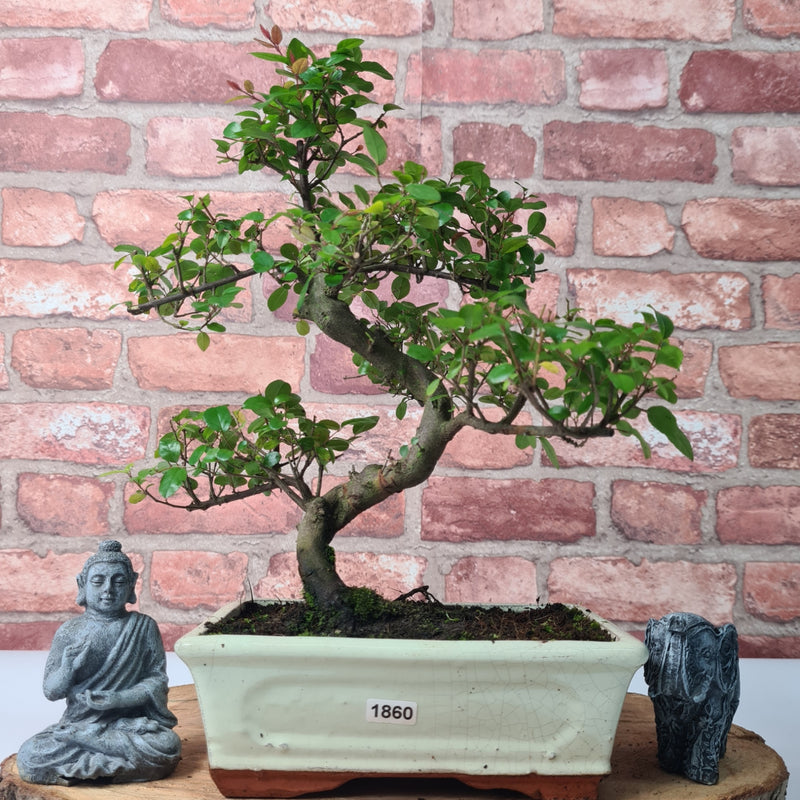 Bird Plum (Sageretia) Bonsai Tree | Shaped | In 20cm Pot