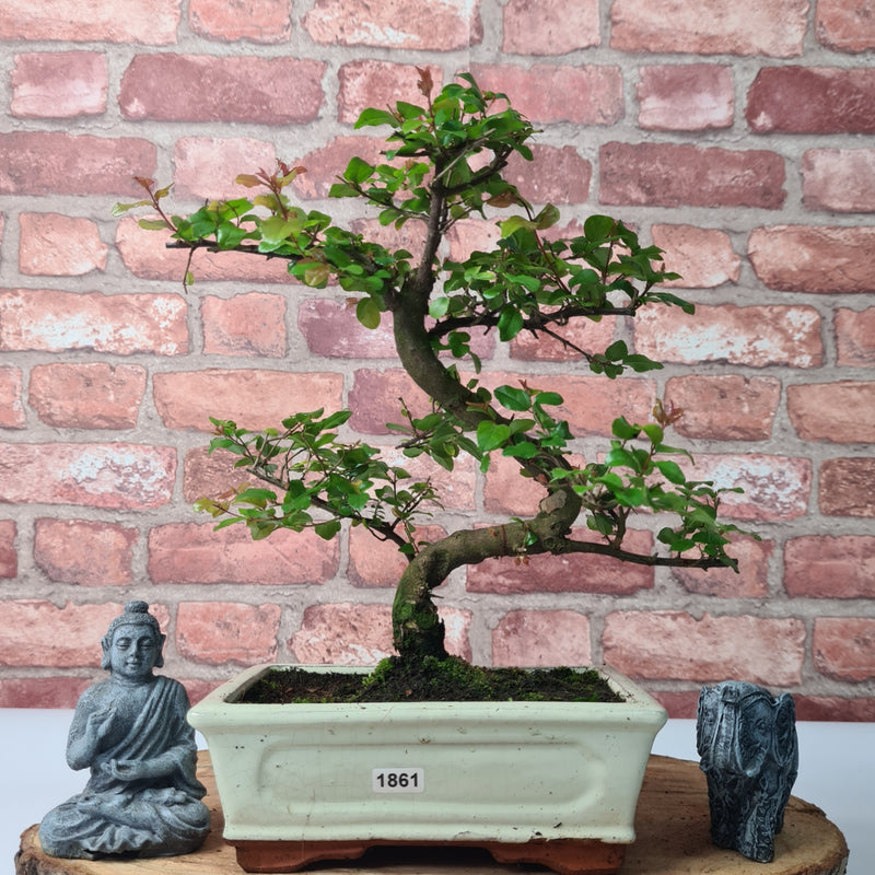 Bird Plum (Sageretia) Bonsai Tree | Shaped | In 20cm Pot