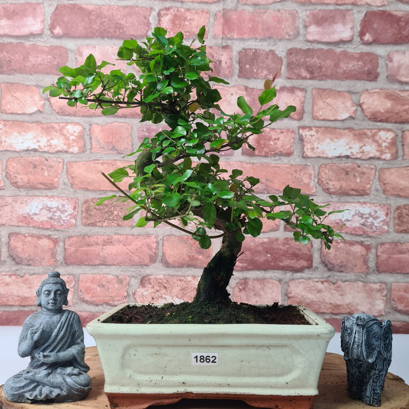 Bird Plum (Sageretia) Bonsai Tree | Shaped | In 20cm Pot