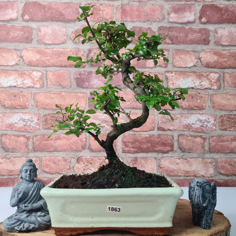 Bird Plum (Sageretia) Bonsai Tree | Shaped | In 20cm Pot