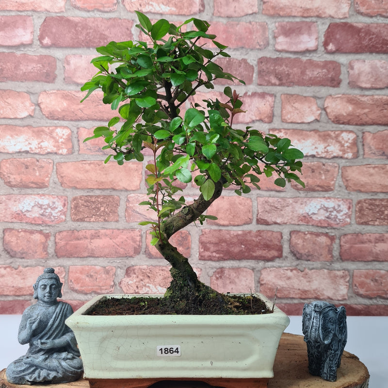 Bird Plum (Sageretia) Bonsai Tree | Shaped | In 20cm Pot