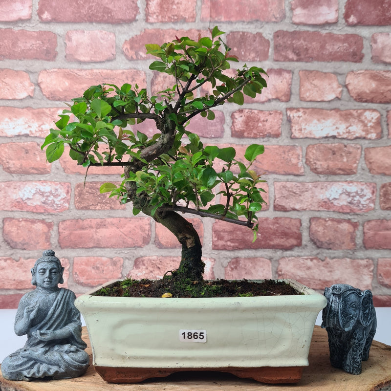 Bird Plum (Sageretia) Bonsai Tree | Shaped | In 20cm Pot