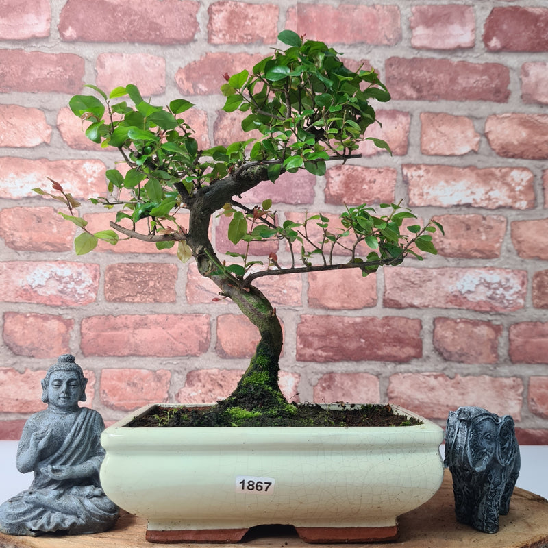 Bird Plum (Sageretia) Bonsai Tree | Shaped | In 20cm Pot