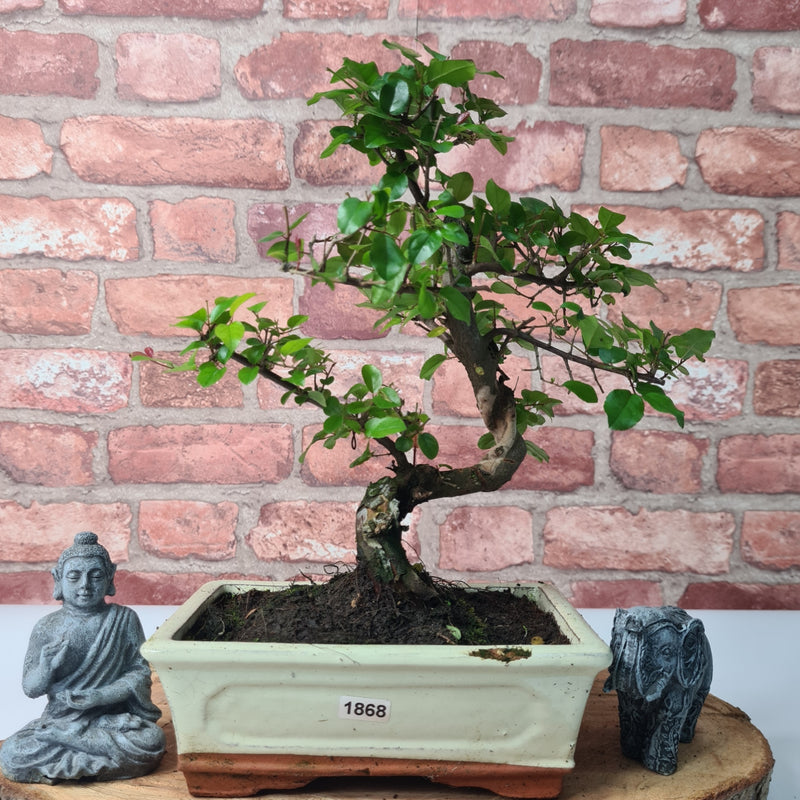 Bird Plum (Sageretia) Bonsai Tree | Shaped | In 20cm Pot