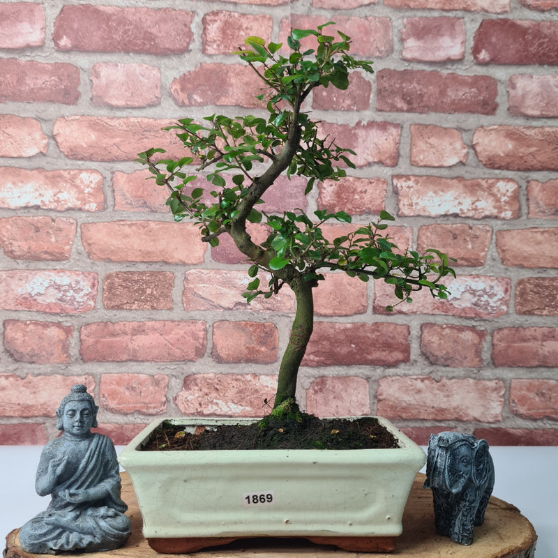 Bird Plum (Sageretia) Bonsai Tree | Shaped | In 20cm Pot