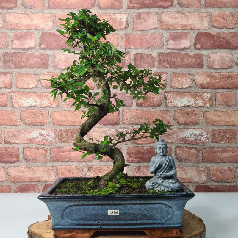 Chinese Elm (Ulmus Parvifolia) Bonsai Tree | Shaped | In 30cm Pot
