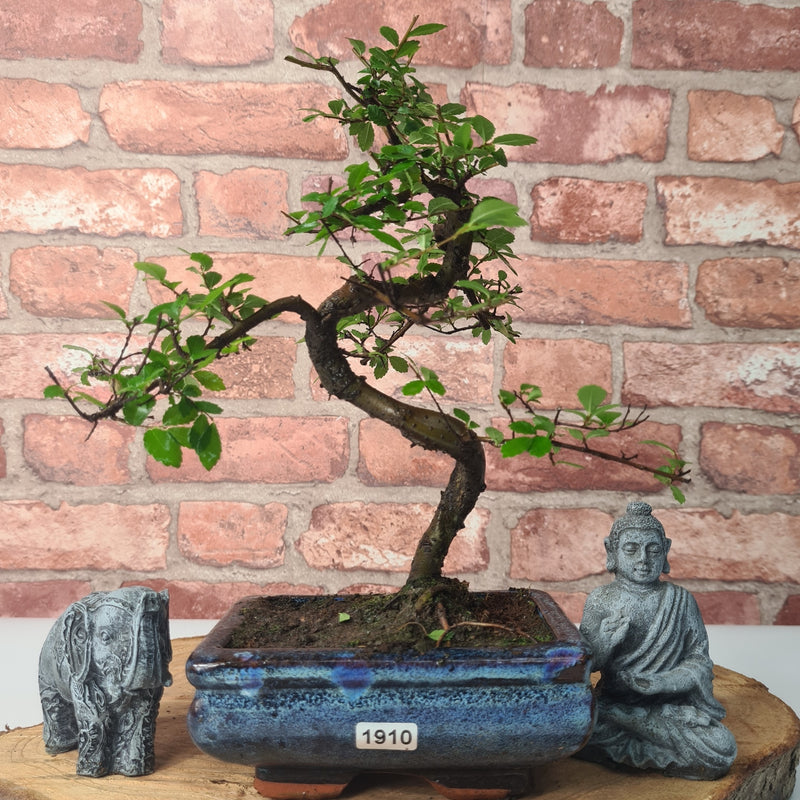 Chinese Elm (Ulmus Parvifolia) Bonsai Tree | Shaped | In 15cm Pot
