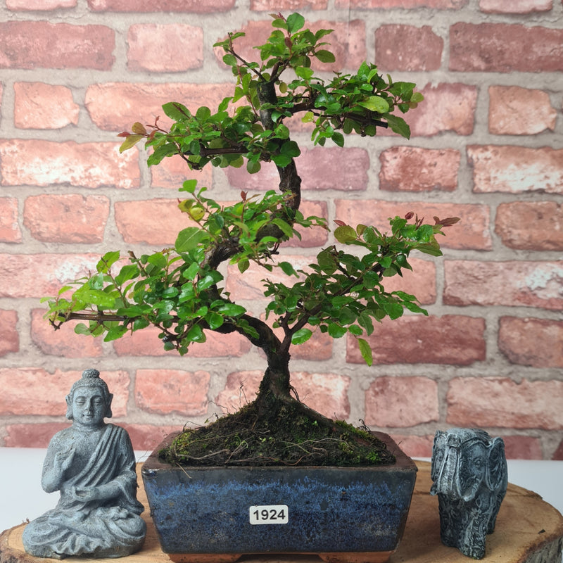Bird Plum (Sageretia) Bonsai Tree | Shaped Style | Height 35cm | In 15cm Pot