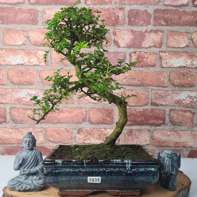 Chinese Pepper (Zanthoxylum Pipertum) Bonsai Tree | Shaped | In 20cm Pot