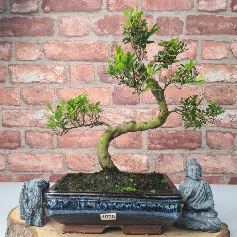 Brush Cherry (Syzygium) Bonsai Tree | Shaped | In 20cm Pot