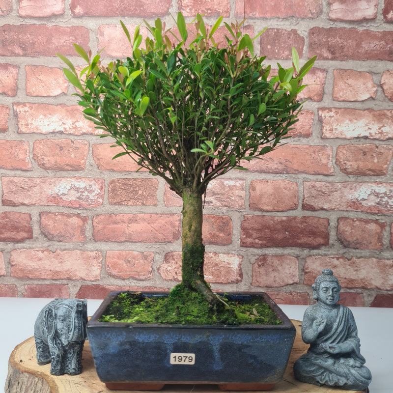 Brush Cherry (Syzygium) Bonsai Tree | Broom | In 20cm Pot