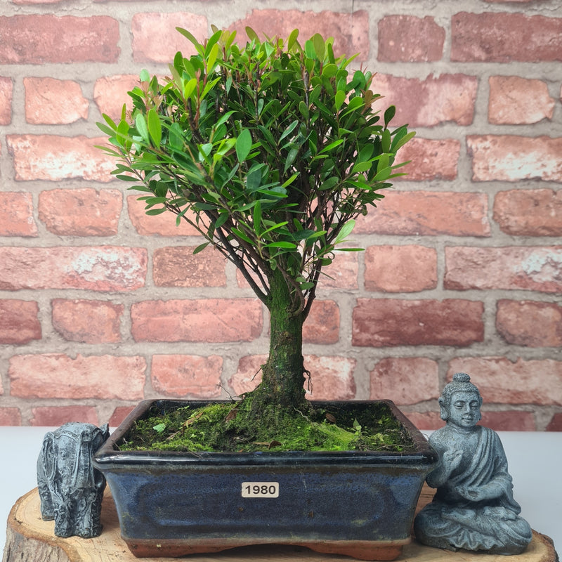 Brush Cherry (Syzygium) Bonsai Tree | Broom | In 20cm Pot