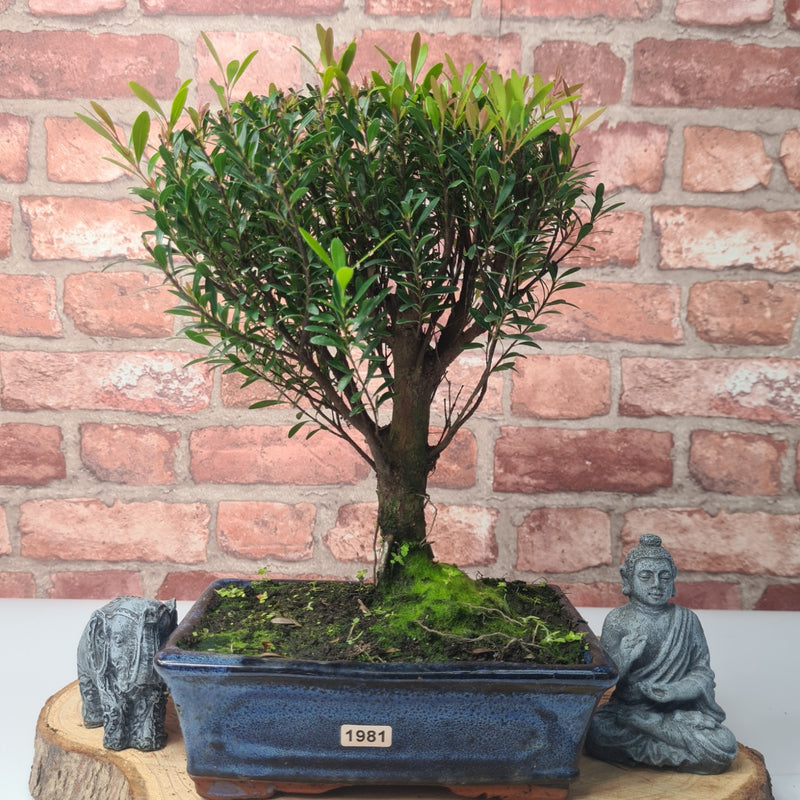 Brush Cherry (Syzygium) Bonsai Tree | Broom | In 20cm Pot