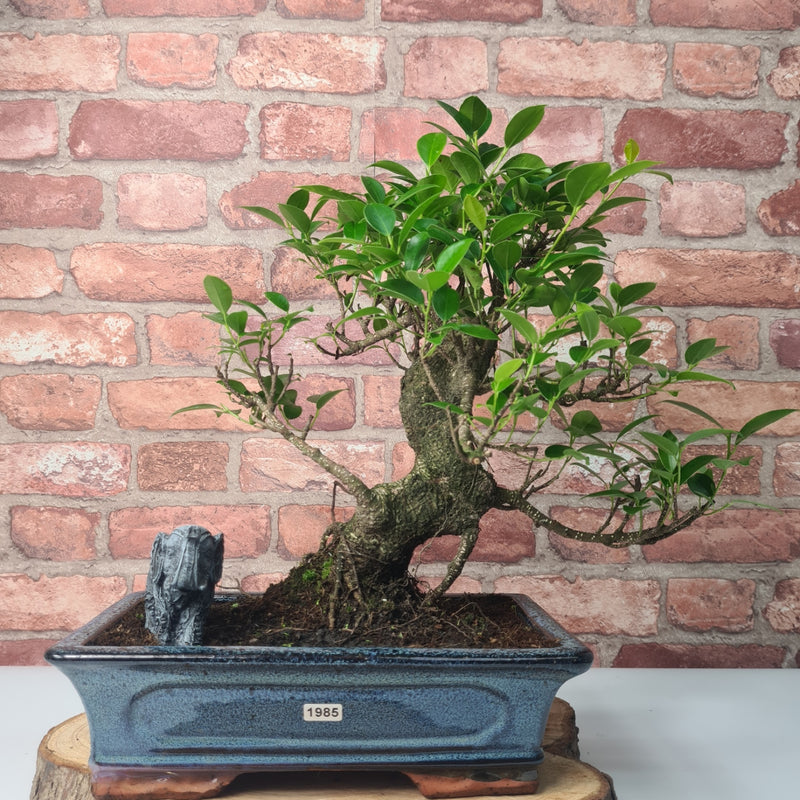 Ficus Microcarpa (Banyan Fig) Indoor Bonsai Tree | Shaped | In 30cm Pot
