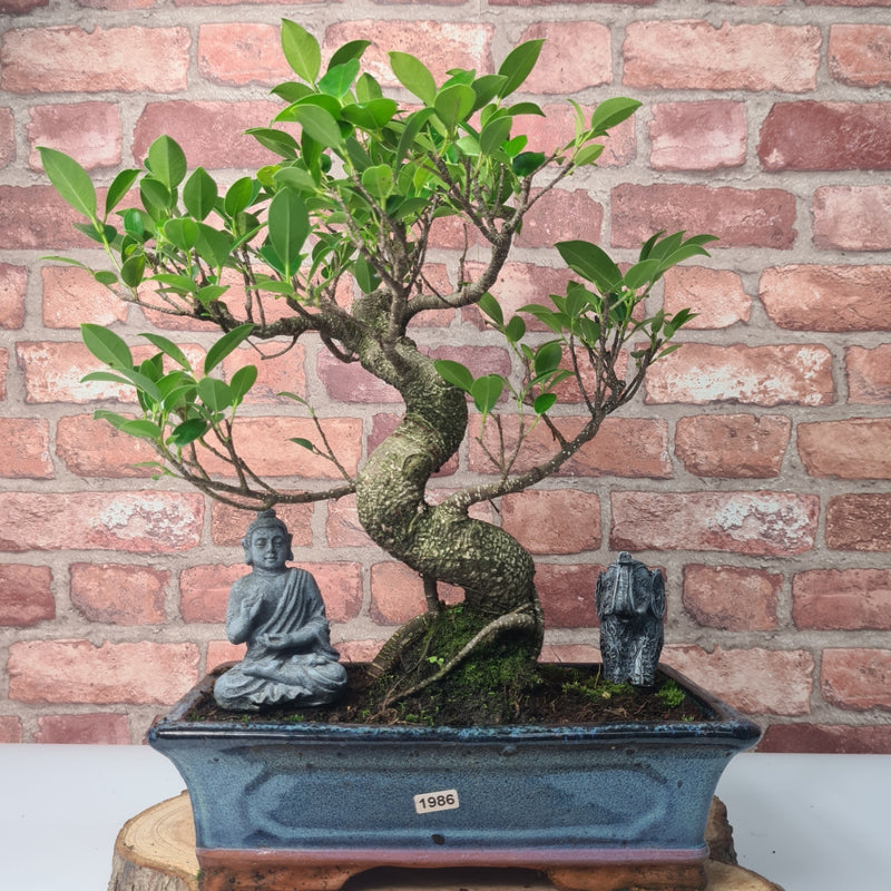 Ficus Microcarpa (Banyan Fig) Indoor Bonsai Tree | Shaped | In 30cm Pot