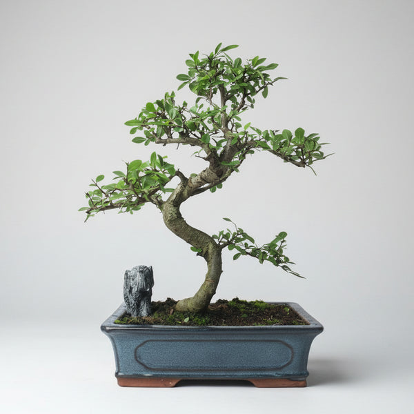 Chinese Elm (Ulmus parvifolia) Bonsai Tree | Shaped | In 30cm Pot