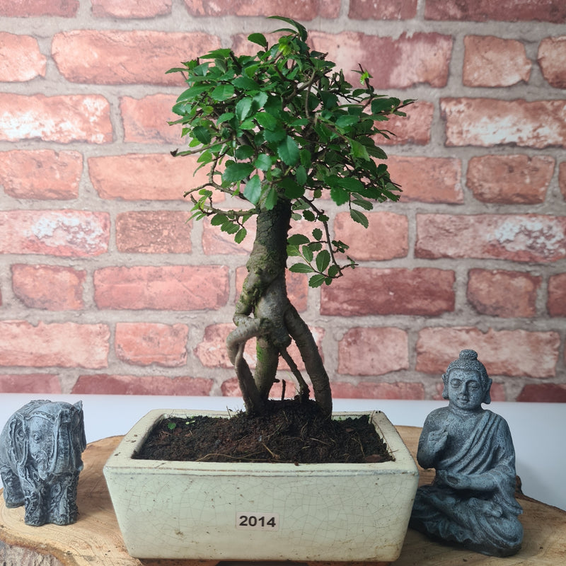 Chinese Elm (Ulmus Parvifolia) Bonsai Tree | Broom | In 15cm Pot