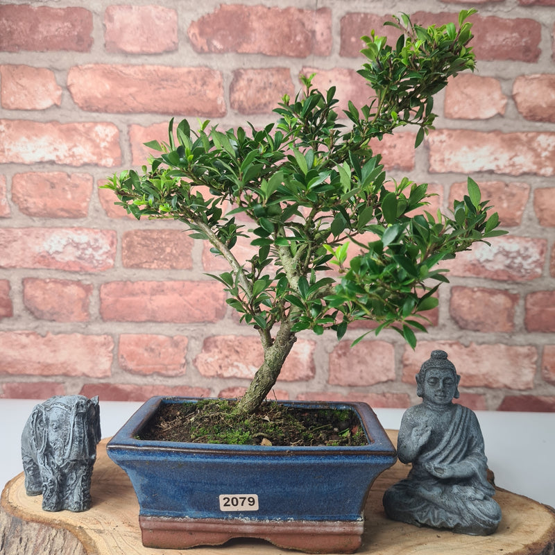 Japanese Holly (Ilex Crenata) Bonsai Tree | Shaped | In 15cm Pot
