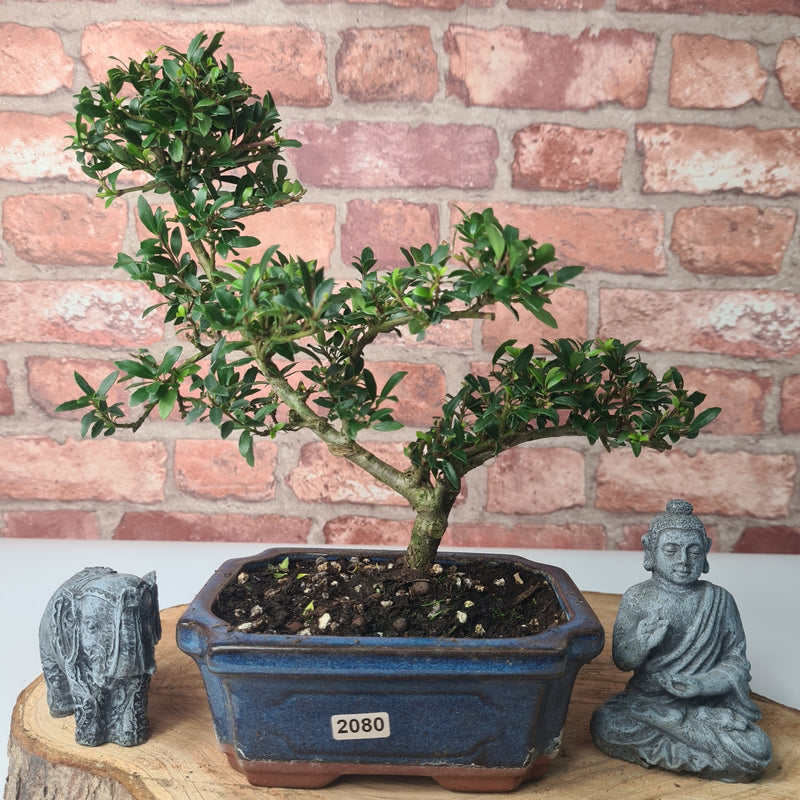 Japanese Holly (Ilex Crenata) Bonsai Tree | Shaped | In 15cm Pot