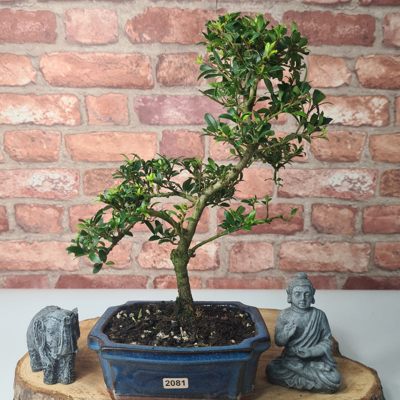 Japanese Holly (Ilex Crenata) Bonsai Tree | Shaped | In 15cm Pot