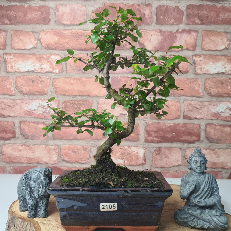 Bird Plum (Sageretia) Bonsai Tree | Shaped | In 15cm Pot