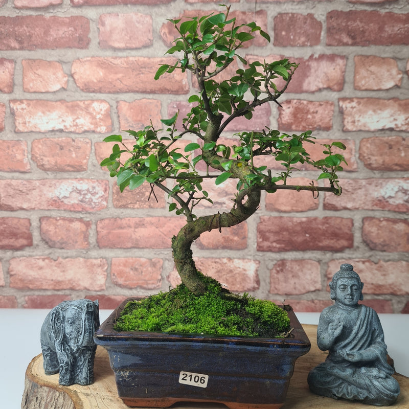 Bird Plum (Sageretia) Bonsai Tree | Shaped | In 15cm Pot