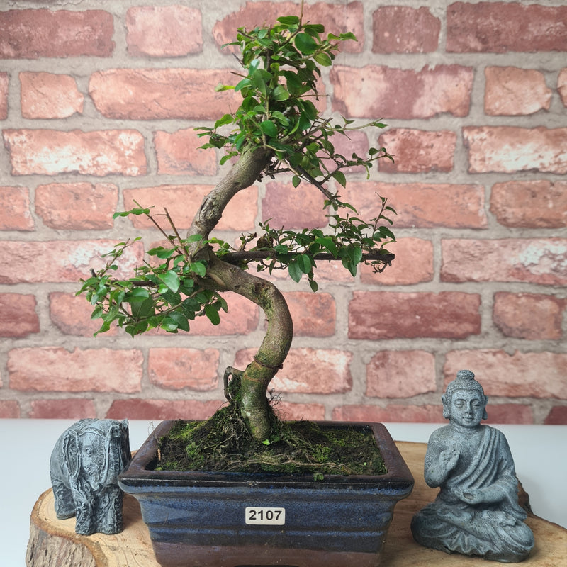 Bird Plum (Sageretia) Bonsai Tree | Shaped | In 15cm Pot