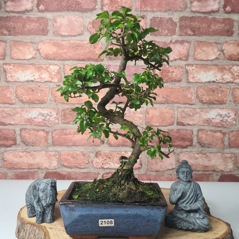 Bird Plum (Sageretia) Bonsai Tree | Shaped | In 15cm Pot