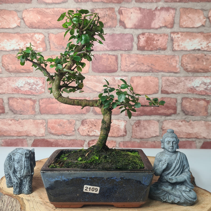 Bird Plum (Sageretia) Bonsai Tree | Shaped | In 15cm Pot