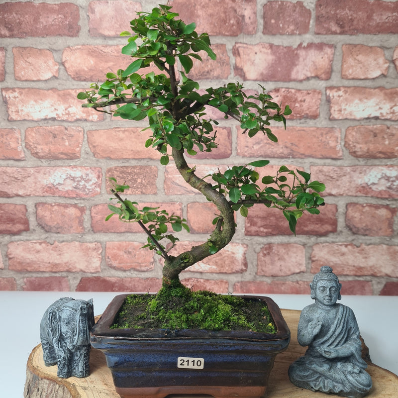 Bird Plum (Sageretia) Bonsai Tree | Shaped | In 15cm Pot