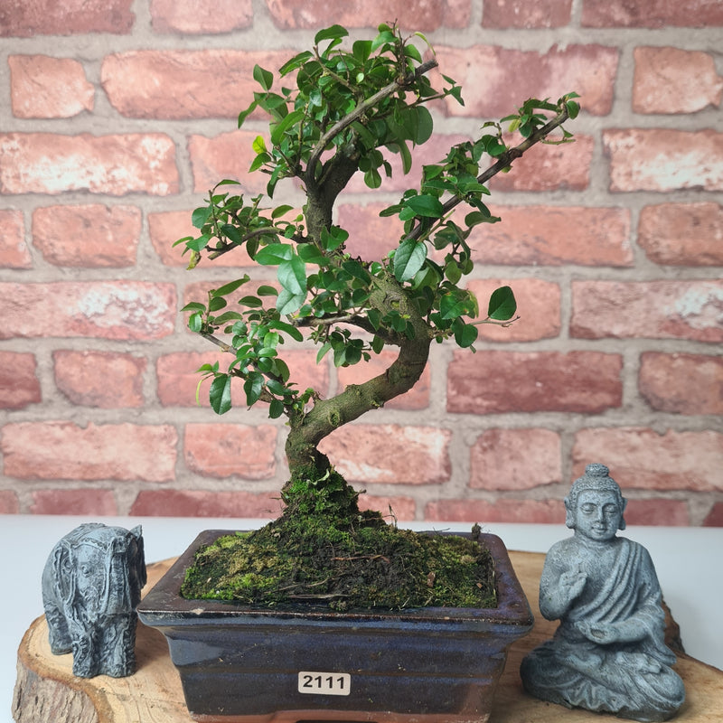 Bird Plum (Sageretia) Bonsai Tree | Shaped | In 15cm Pot