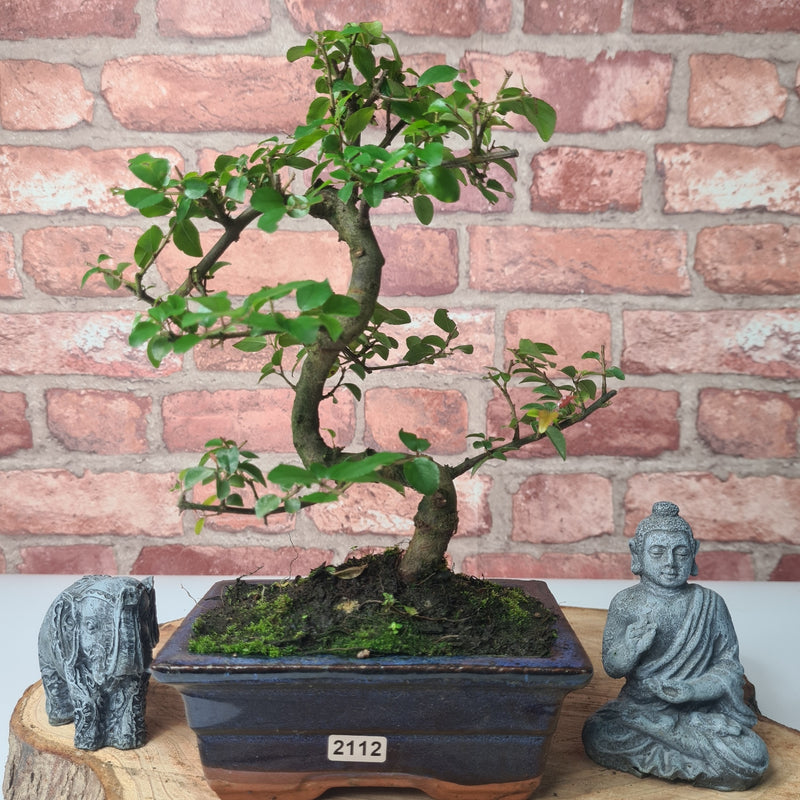 Bird Plum (Sageretia) Bonsai Tree | Shaped | In 15cm Pot