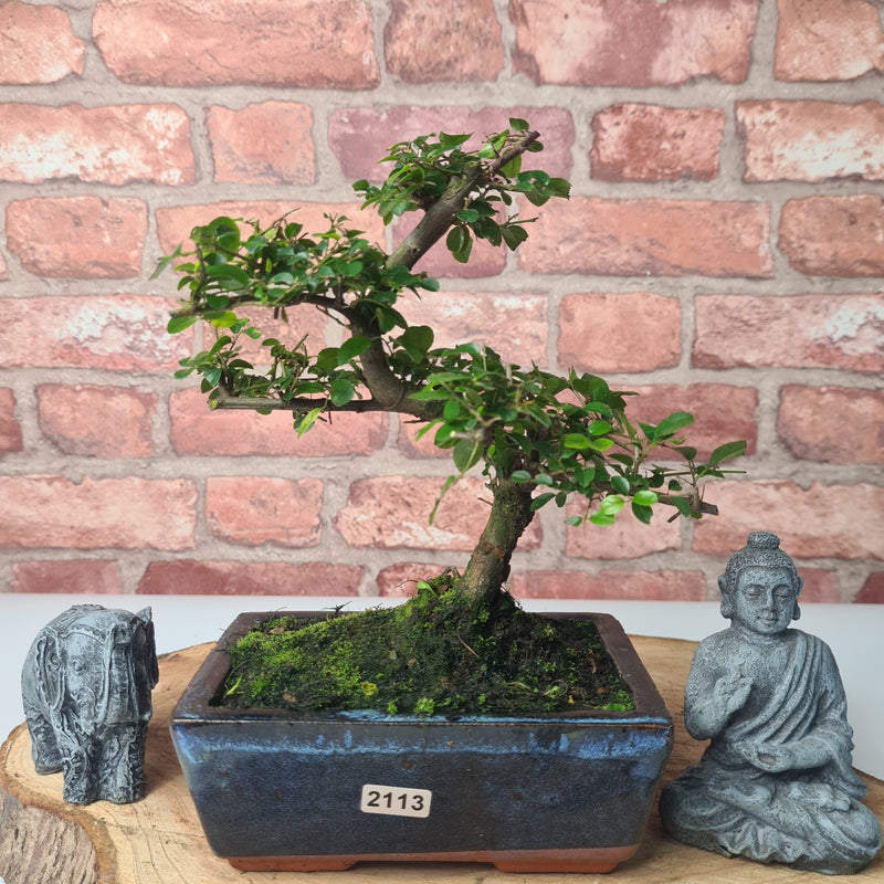 Bird Plum (Sageretia) Bonsai Tree | Shaped | In 15cm Pot
