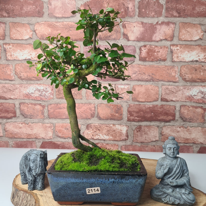 Bird Plum (Sageretia) Bonsai Tree | Shaped | In 15cm Pot